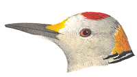 Golden-fronted Woodpecker Species Page