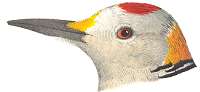Golden-fronted Woodpecker Painting of golden-fronted woodpecker head profile by Robert Ridgway