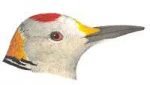 Visit the species information page for golden-fronted woodpeckers