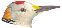Golden-fronted Woodpecker Painting of golden-fronted woodpecker head profile by Robert Ridgway
