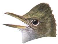 Painting of an Ash-throated Flycatcher. Select to view species facts.