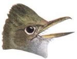Visit the great-crested flycatcher species page.