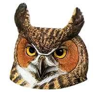 Great Horned Owl Species Page