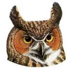 See species information for the Great Horned Owl