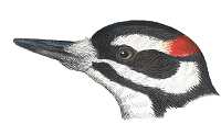 Visit the hairy woodpecker species page.