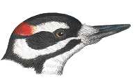 Visit the hairy woodpecker species page.