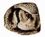 See species information for the hawk owl