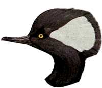 Visit the Hooded Merganser Nest Box Page.