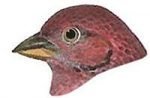 Visit the house finch species page.