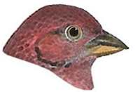 Visit the house finch species page.