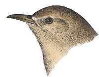 House Wren Head
