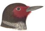 See species information for Lewis's woodpeckers
