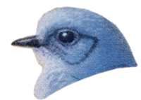Visit the mountain bluebird species page.
