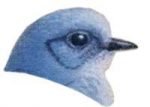 See species information for mountain bluebirds