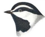 Visit the mountain chickadee species page.