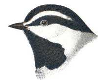 Visit the mountain chickadee species page.