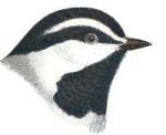 Read about mountain chickadees