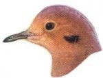 Visit the mourning dove species page.