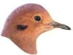 Select to view the mourning dove webpage.