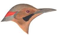 Visit the northern flicker species page.