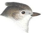 Select to view the oak titmouse webpage.