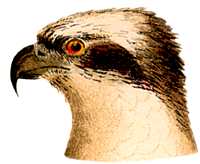 Osprey Species Page