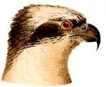 Visit the osprey species page.