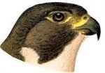 See species information for the peregrine falcon