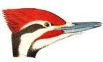 See species information for pileated woodpeckers