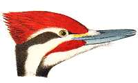 Visit the Pileated Woodpecker species page.