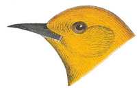 Visit the prothonotary warbler species page.