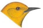 Select to view the prothonotary warbler webpage.