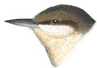 Pygmy Nuthatch Painting of Pygmy Nuthatch by Robert Ridgway