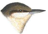 Pygmy Nuthatch Painting of Pygmy Nuthatch by Robert Ridgway