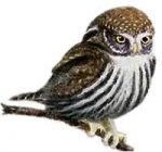 Read species information for the pygmy owl