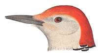 Red-bellied Woodpecker Head