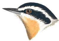 Red-breasted Nuthatch Head
