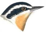 See species information for Red-breasted Nuthatches