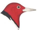 See species information for red-headed woodpeckers