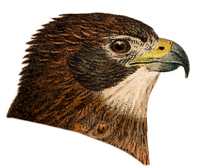 Red-tailed Hawk Head Profile