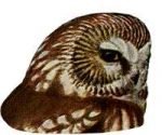 Visit the species information page for saw-whet owl