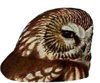 Visit the saw-whet owl species page.