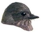 Visit the Say's phoebe species page.