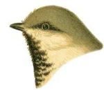 Visit the Siberian chickadee species page.