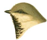 Visit the Siberian chickadee species page.