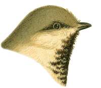 Siberian Chickadee Head