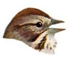 Select to view the song sparrow webpage.
