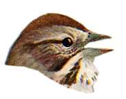 Visit the song sparrow species page.