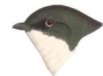 Visit the tree swallow species page.