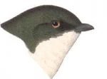 Visit the tree swallow species page.